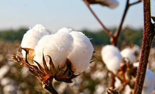 Cotton for Australian Summer