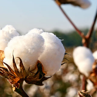 The Ultimate Guide to Cotton