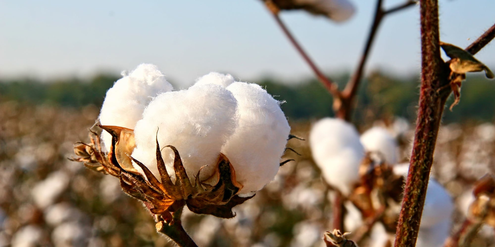 The Ultimate Guide to Cotton - Hi Handmade